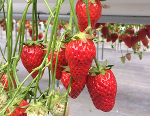 あきひめの果実の写真