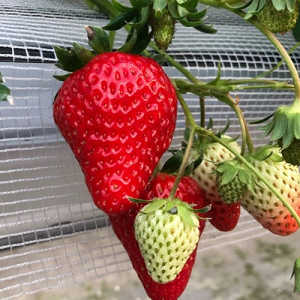 べにほっぺの果実の写真