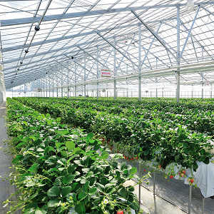 北上いちご園のハウス内の写真