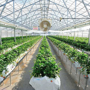 ハウス内の写真