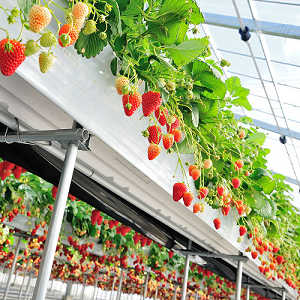 ハウス内にいちごが実っている写真