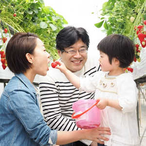 いちご狩りをしている写真