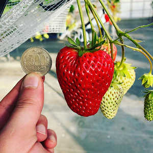 いちごと500円玉との比較写真