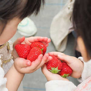 摘み取ったいちごの写真