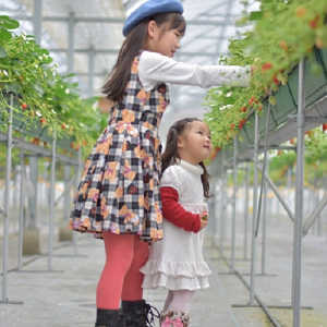 いちご狩りを楽しむ子供の写真