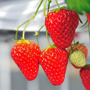 完熟のいちごの写真