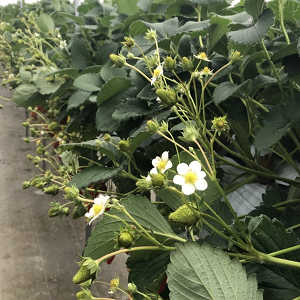 開花の観察写真