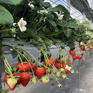 実り具合の観察写真