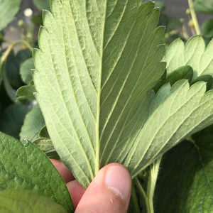 葉の裏の観察写真