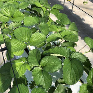 いちごの葉の写真