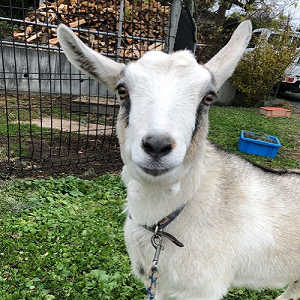 朝採りいちごの写真