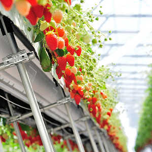 高設栽培の写真