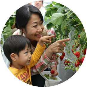 いちご狩りの写真