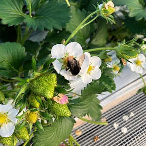 朝採りいちごの写真