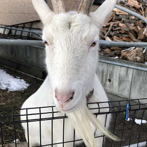 朝採りいちごの写真