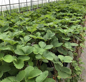 いちご苗の写真