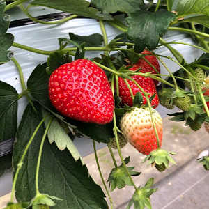 おいCベリーの果実の写真