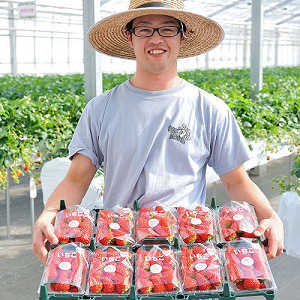 朝採りいちごの写真