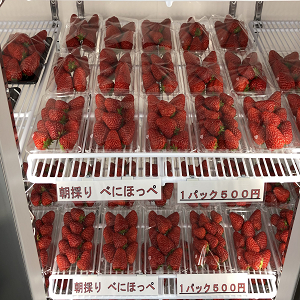 朝採りいちごの写真１