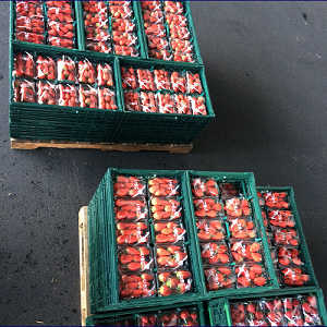 出荷前のいちごパックの写真