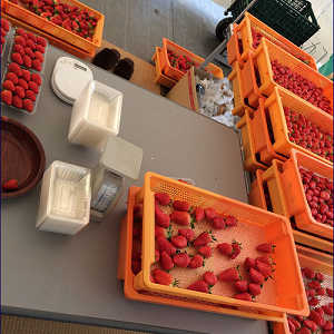 朝採りいちごの写真１