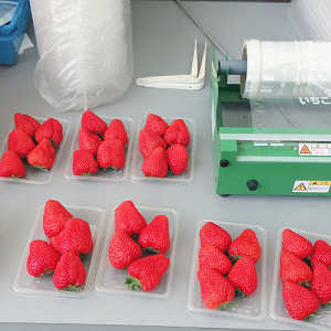 朝採りいちごの写真２