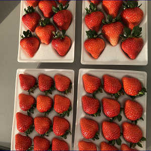 朝採りいちごの写真３