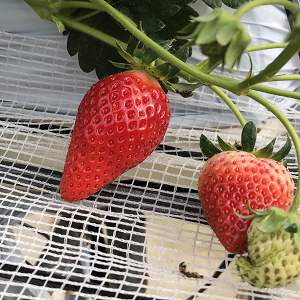 よつぼしの果実の写真